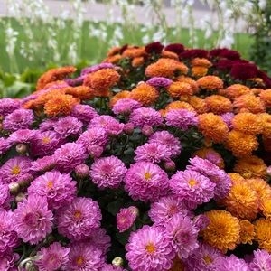 Meet your Posher, Genevieve